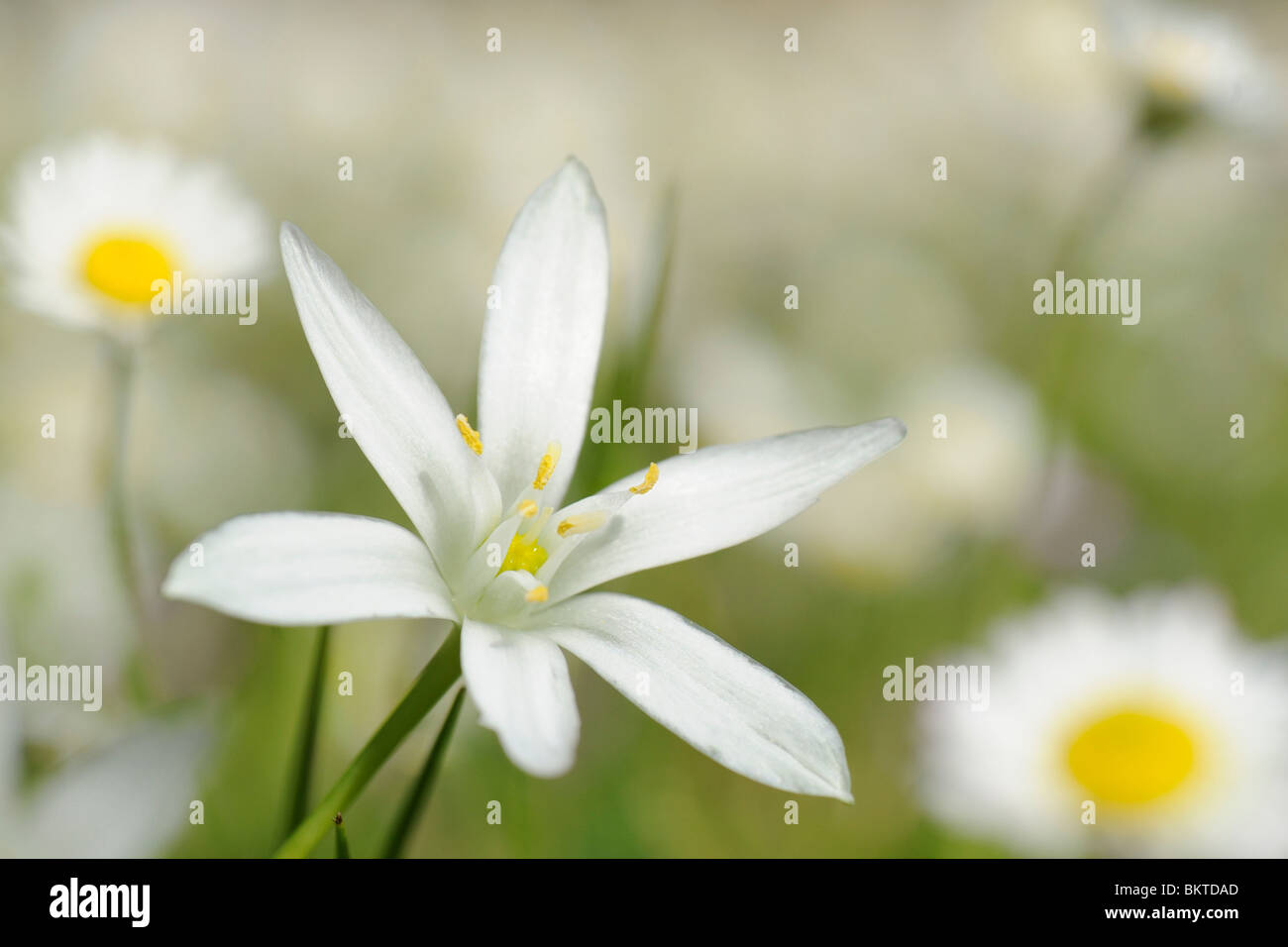 Close-up van een blome van het Gewone Vogelmelk in een veld Madeliefjes; Macro of a flower of the Star of Bethlehem in a field of Daisy's Stock Photo