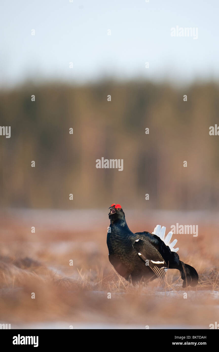 Black Grouse rooster listening in his area Stock Photo