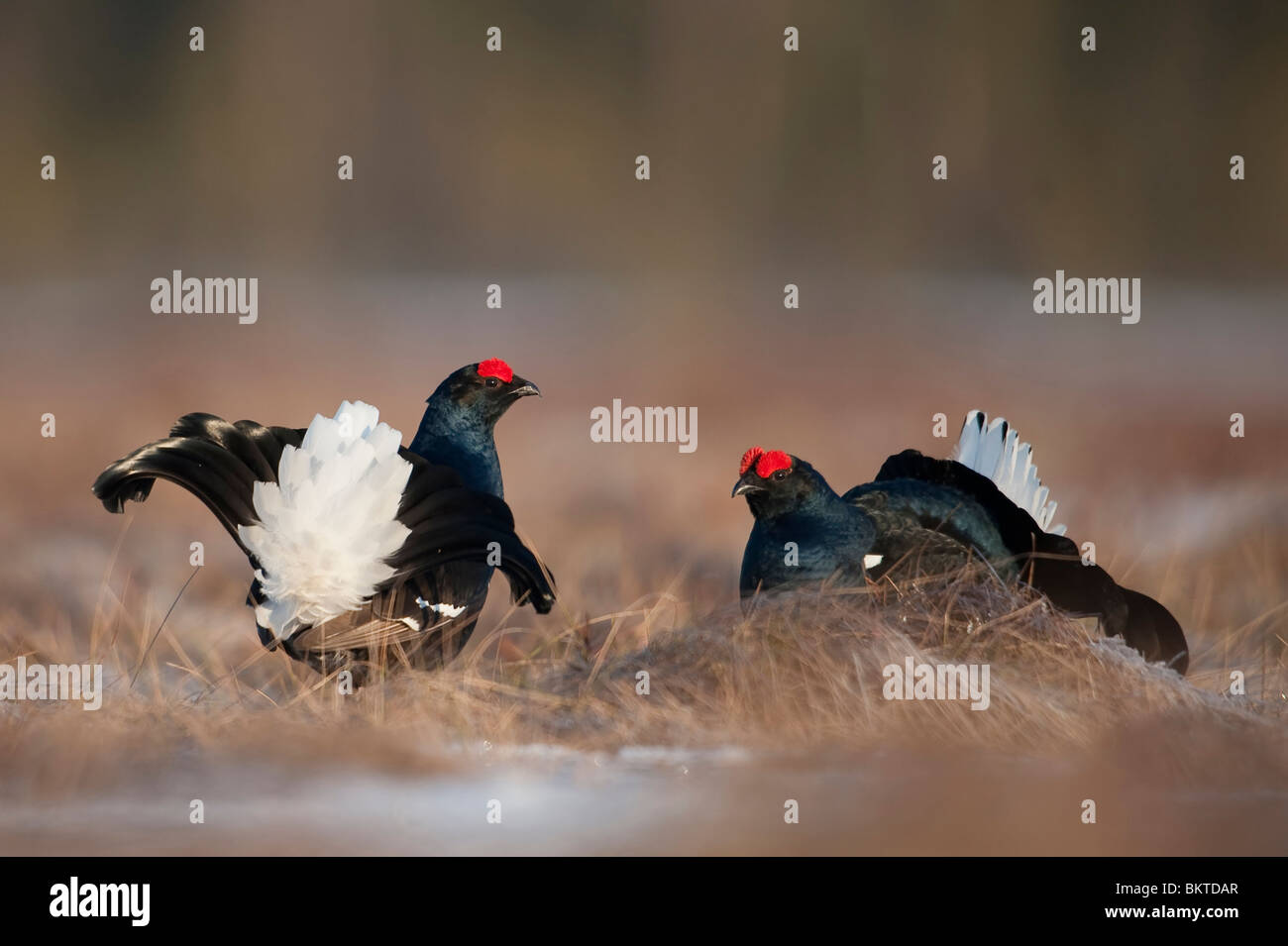 two fighting Black Grouse Stock Photo