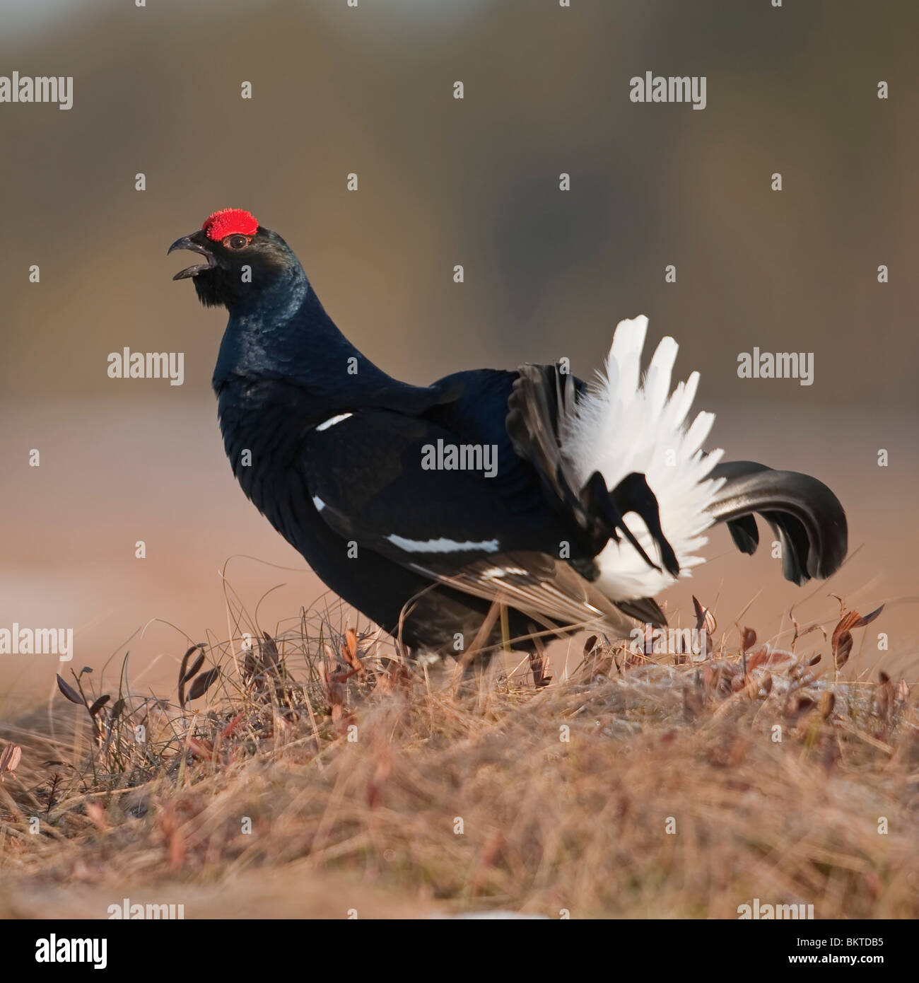 Black Grouse rooster hissing on higher hassock Stock Photo