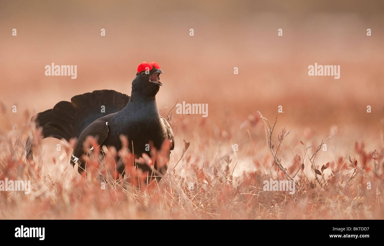 Black Grouse making courtship on taiga Stock Photo