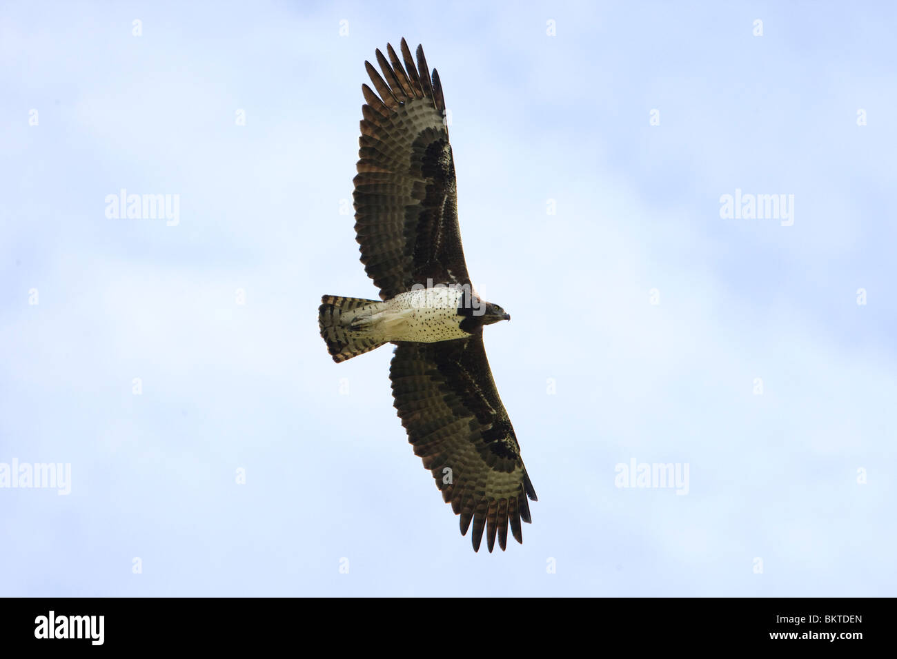 Adulte vechtarend vliegend, Flying adutl Martial Eagle Stock Photo