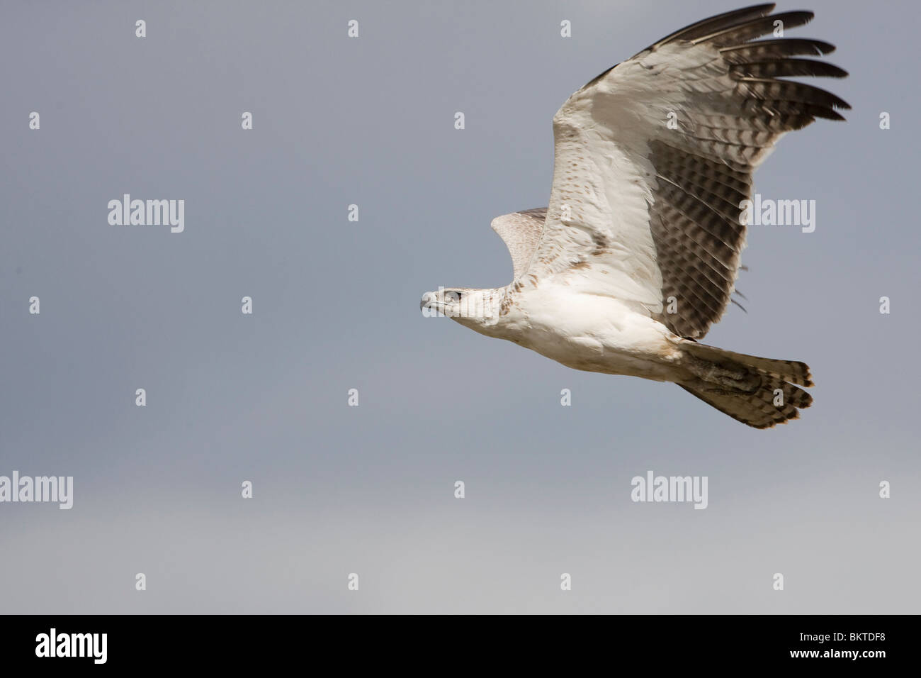 immature martial eagle in flight Stock Photo Alamy