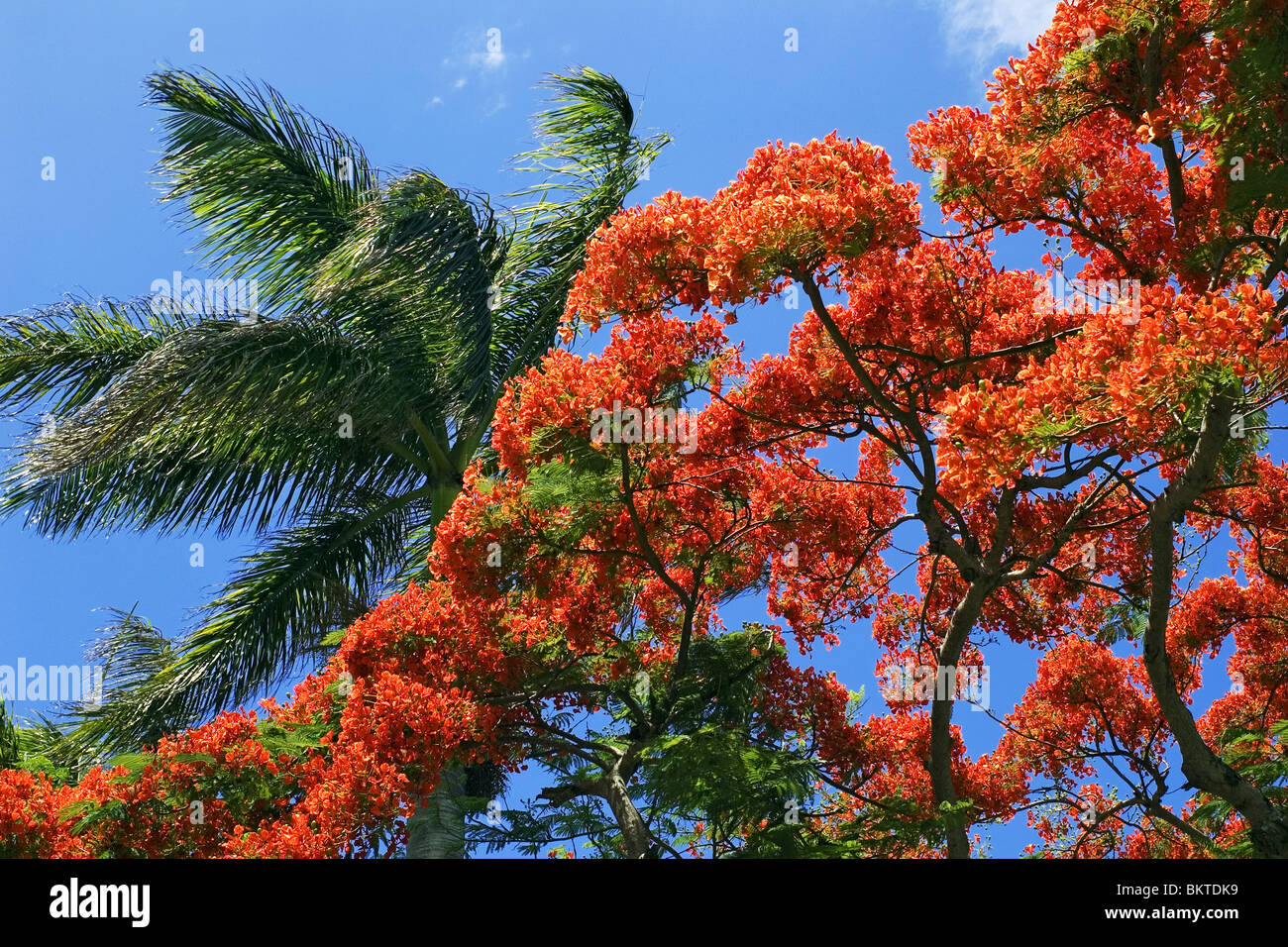 Royal poinciana tree in blossom Stock Photo Alamy