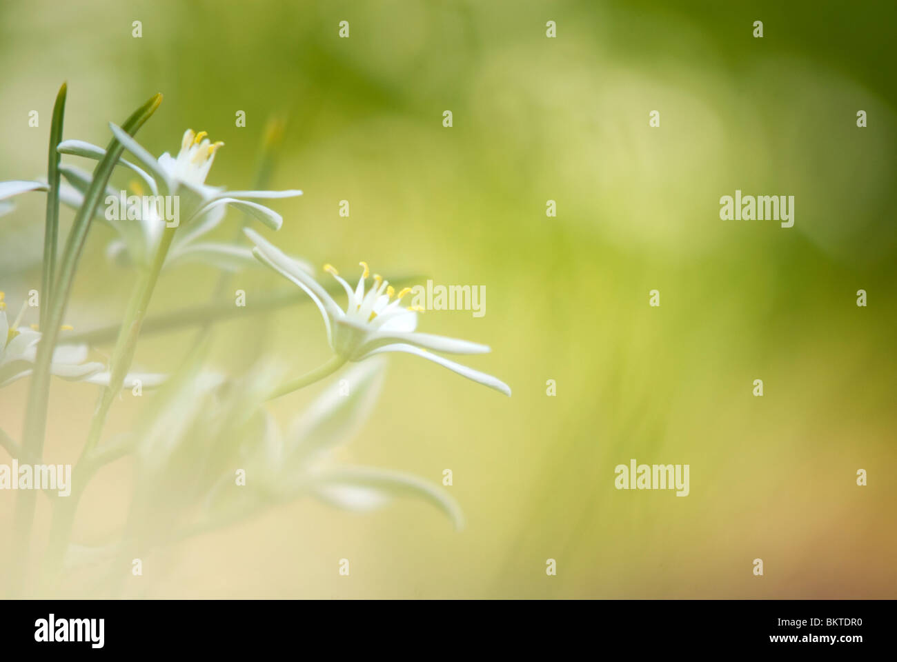 gewone vogelmelk; star of bethlehem; Stock Photo