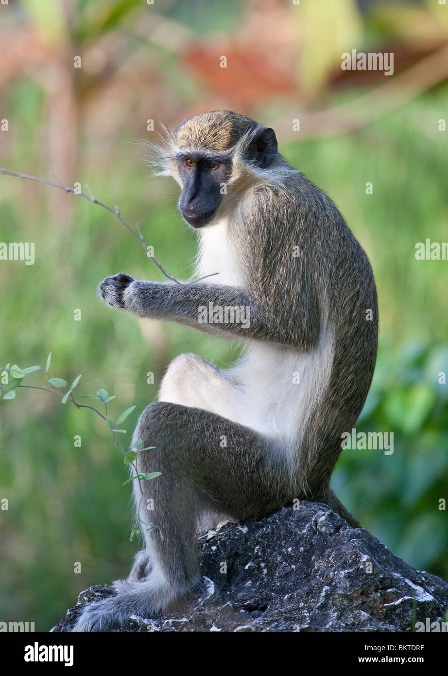 Mono Verde Chlorocebus Sabaeus Foto de stock y más banco de imágenes de  Cercopiteco verde - Cercopiteco verde, Mono - Primate, Barbados - iStock