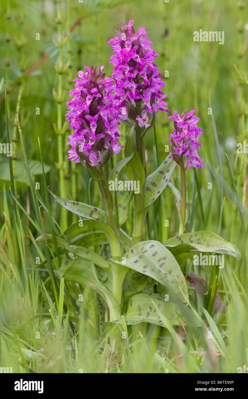 Broad-leaved Marsh Orchids Stock Photo