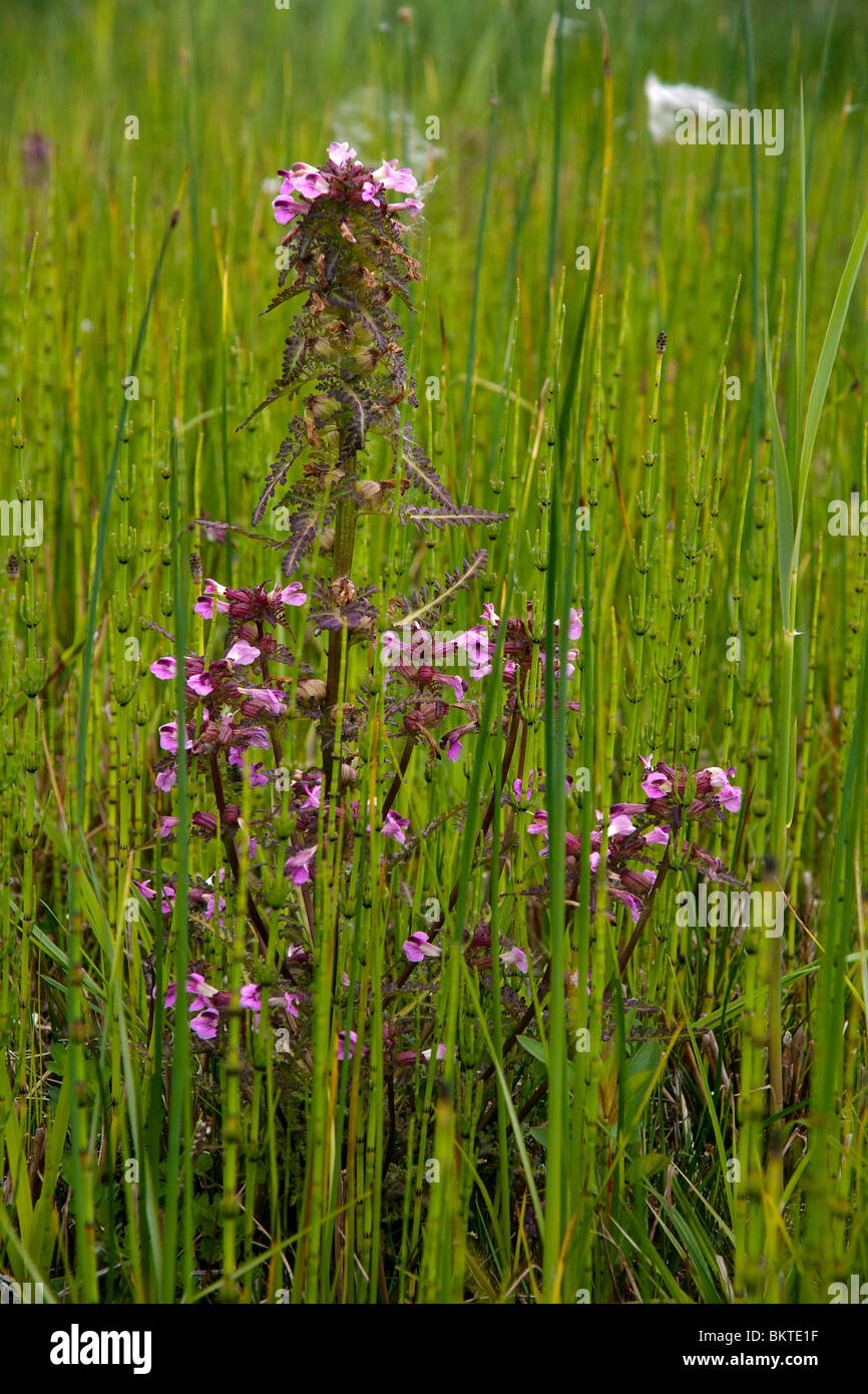 Detail opname van bloemen van Moeraskartelblad, macro. Stock Photo