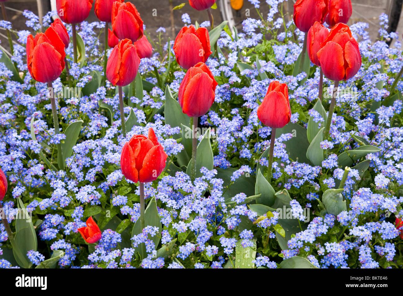 Tulips set amongst forget-me-nots Stock Photo