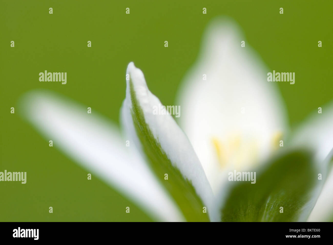 Close-up of a star of bethlehem; Stock Photo