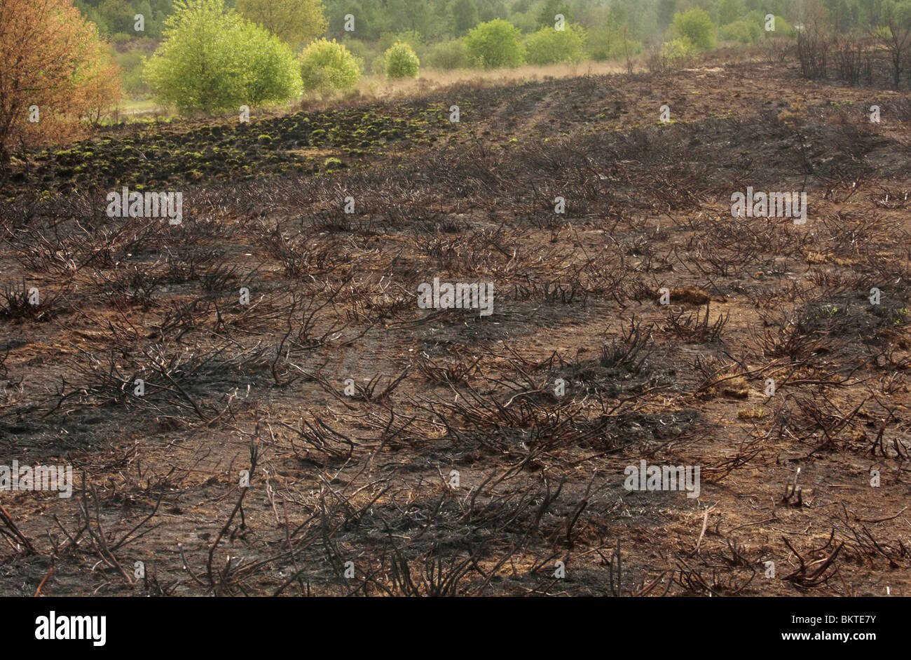 Landscape after a bush fire at Asselse Heide Stock Photo