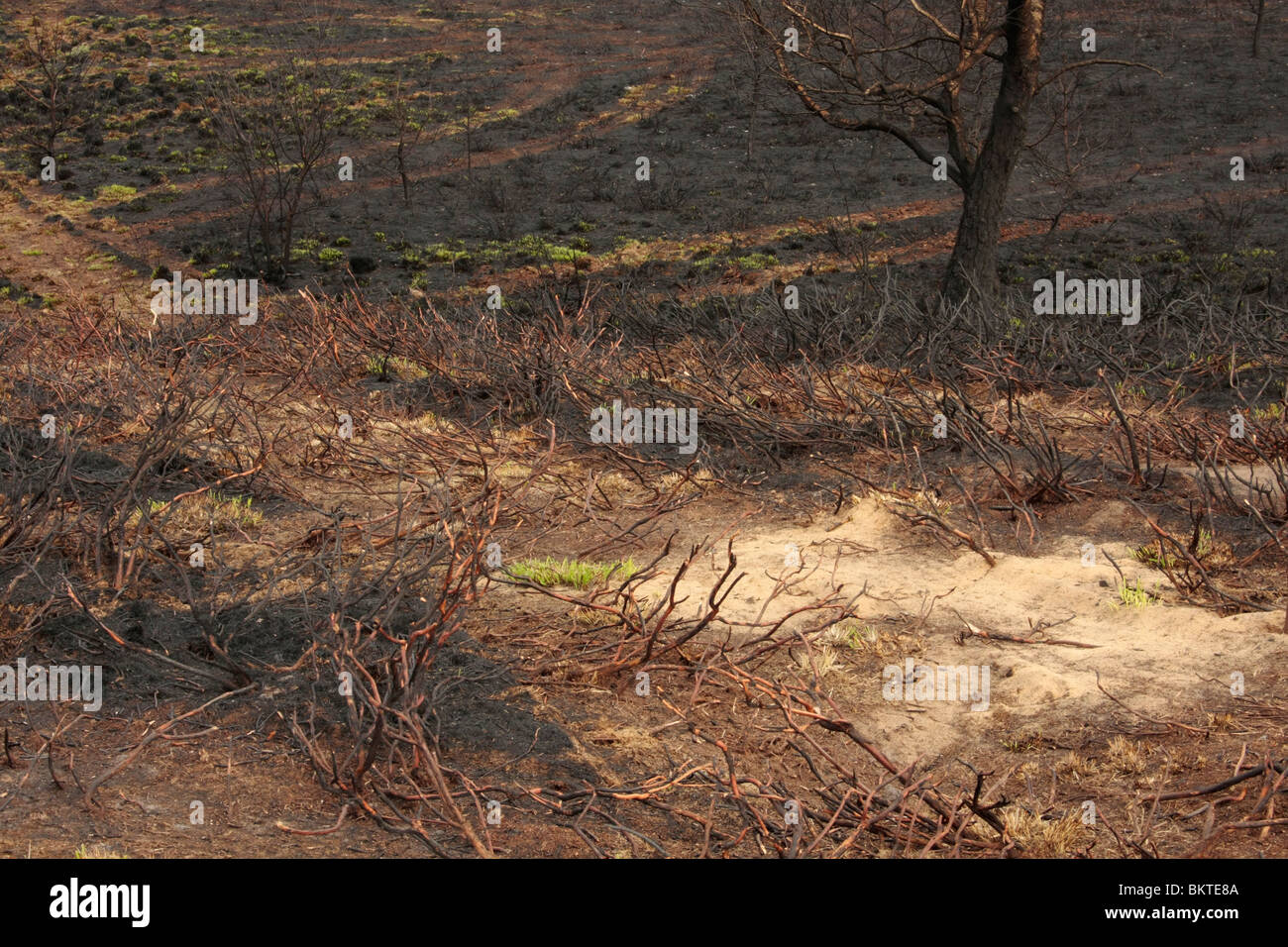Op 24 april 2009 is een heidegebied (Asselse heide bij Apeldoorn) ter grootte van 15 voetbalvelden door een grote brand verloren gegaan. De brand werd ontdekt door een patrouillevliegtuig. Na anderhalf uur blussen door lokale brandweerkorpsen is het sein Stock Photo