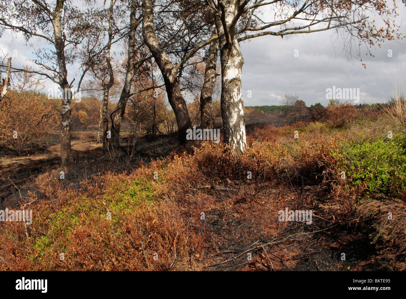 Op 24 april 2009 is een heidegebied (Asselse heide bij Apeldoorn) ter grootte van 15 voetbalvelden door een grote brand verloren gegaan. De brand werd ontdekt door een patrouillevliegtuig. Na anderhalf uur blussen door lokale brandweerkorpsen is het sein Stock Photo