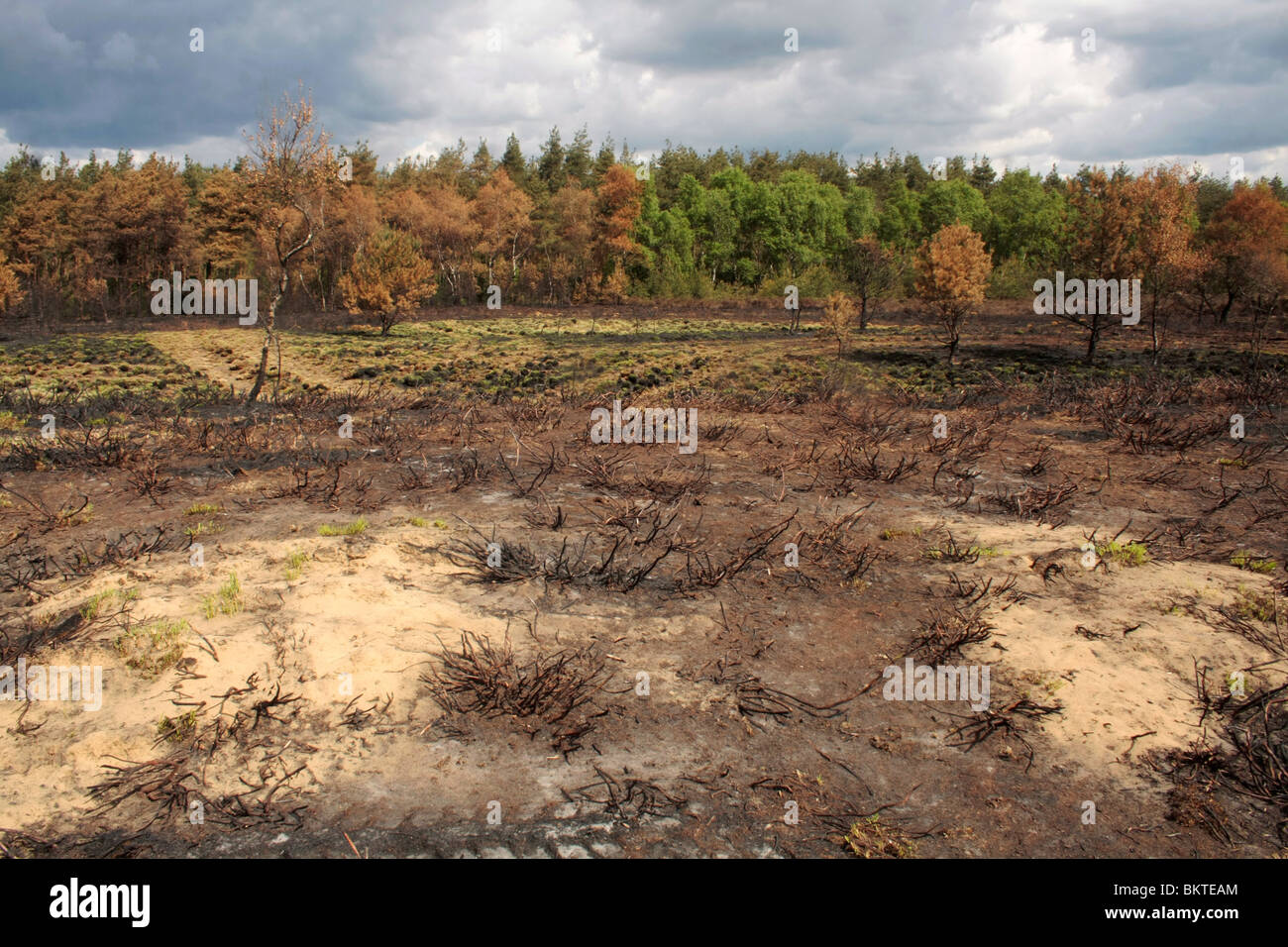 Heather, one week after it was burnt Stock Photo