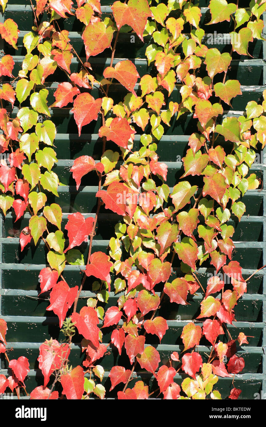 Parthenocissus , creepers, is a genus of climbing plants from the grape family, Vitaceae Stock Photo