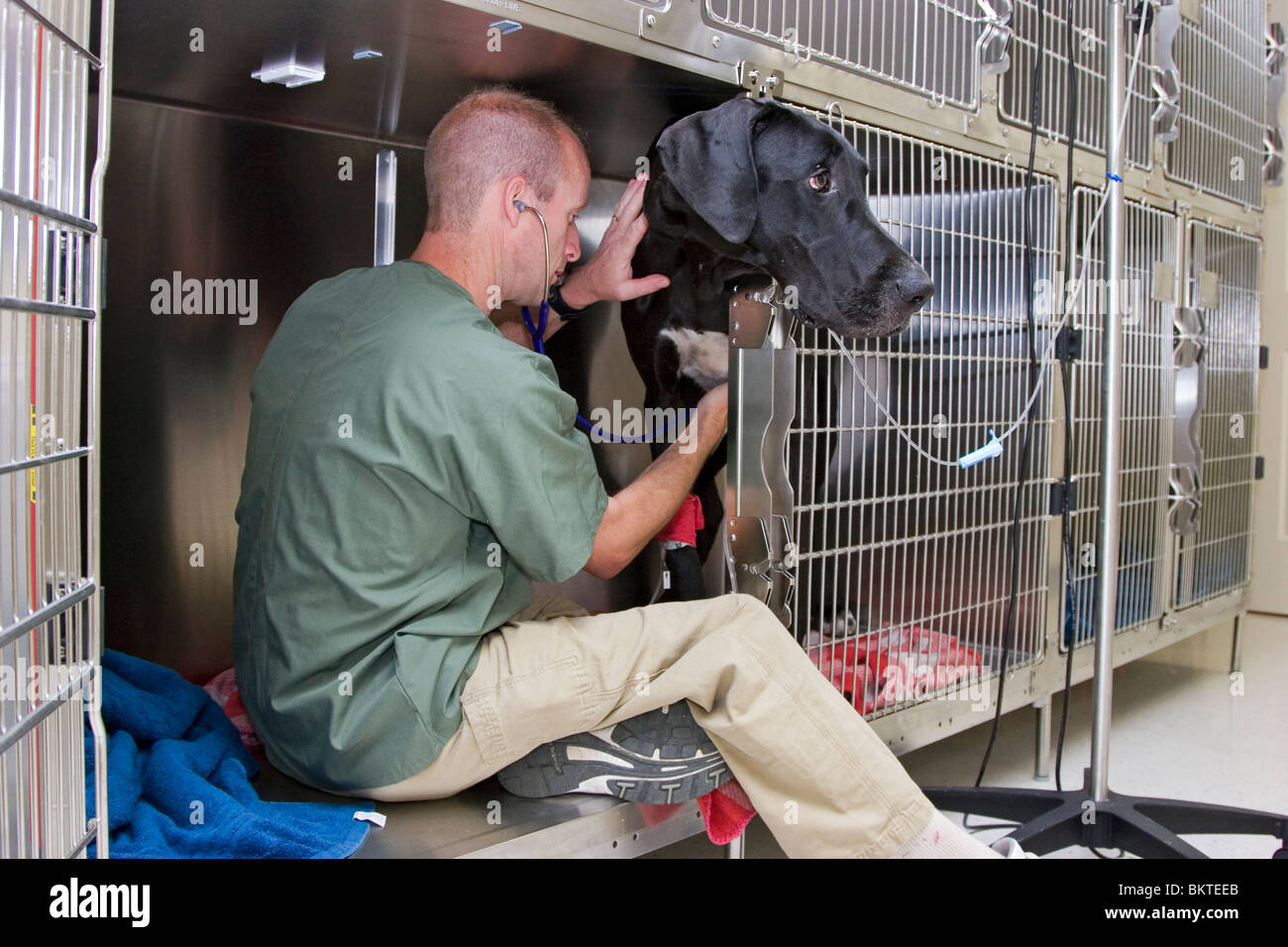 Veterinarian technician checks health of black Great Dane dog in crate Stock Photo