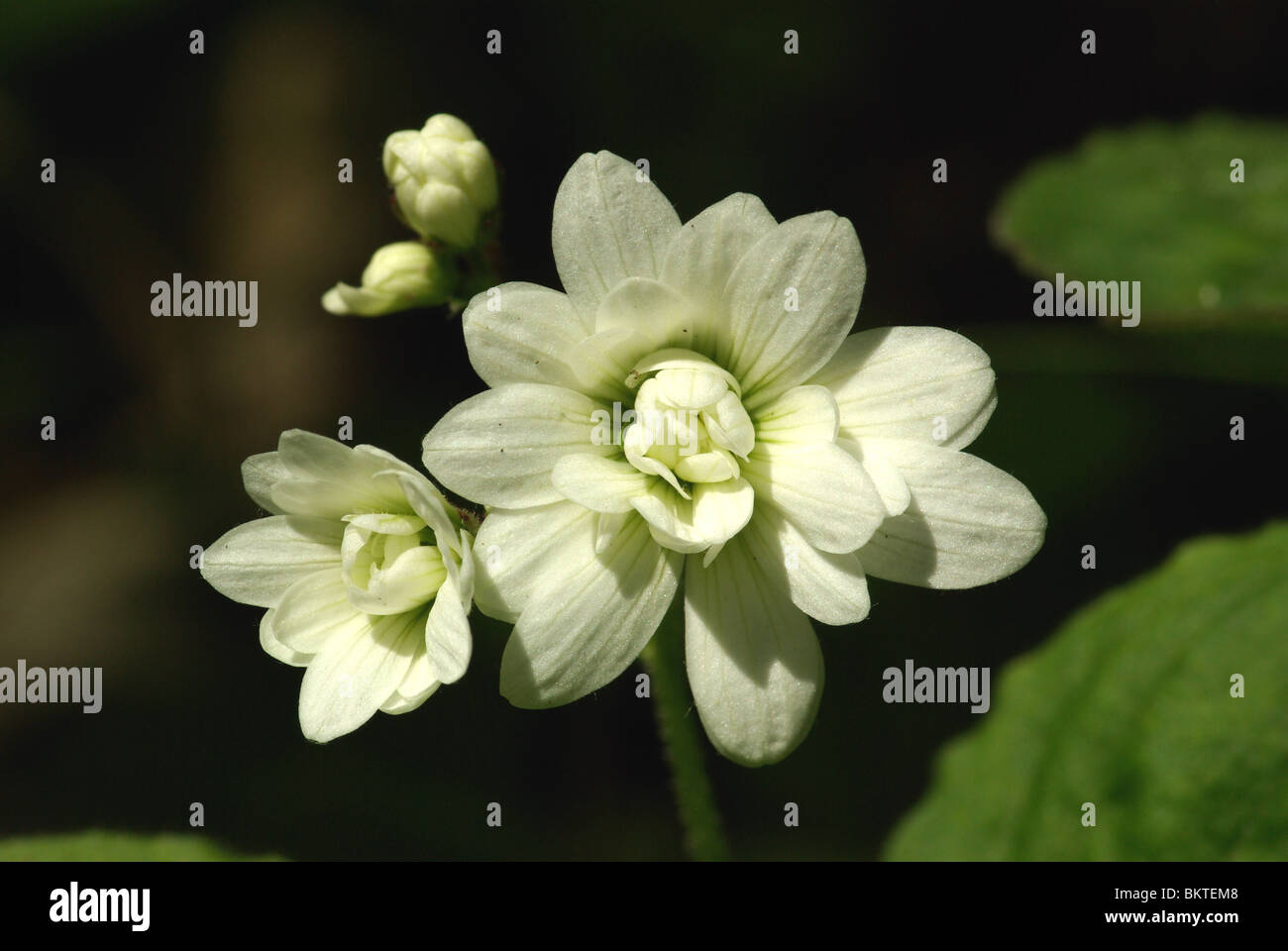 Saxifraga granulata var. plena is the cultivated form of the Meadow Saxifrage Stock Photo