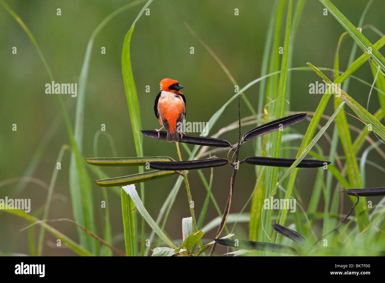 Grenadierwever, Southern Red Bishop Stock Photo