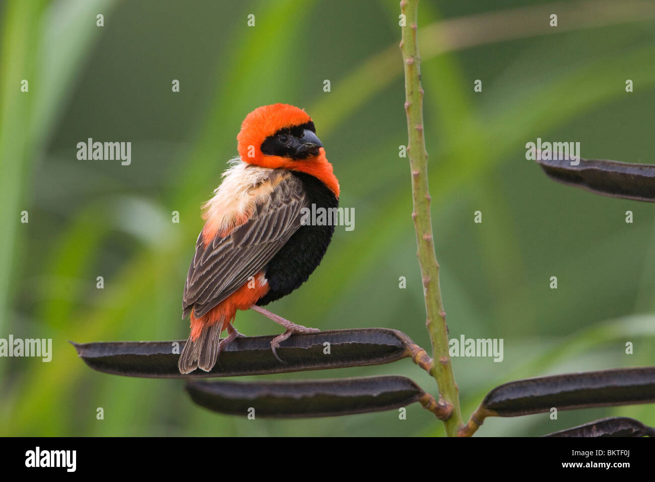 Grenadierwever, Southern Red Bishop Stock Photo