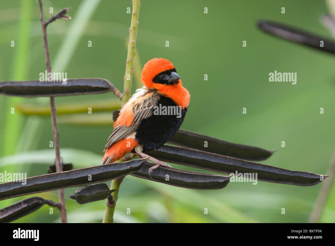 Grenadierwever, Southern Red Bishop Stock Photo