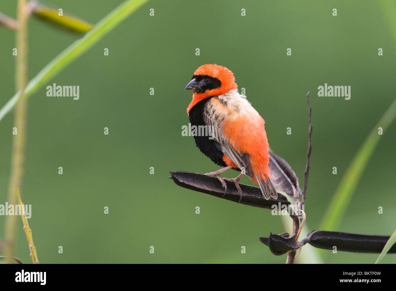 Grenadierwever, Southern Red Bishop Stock Photo