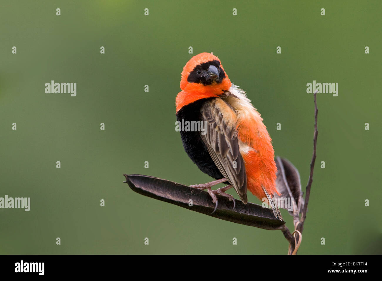 Grenadierwever, Southern Red Bishop Stock Photo