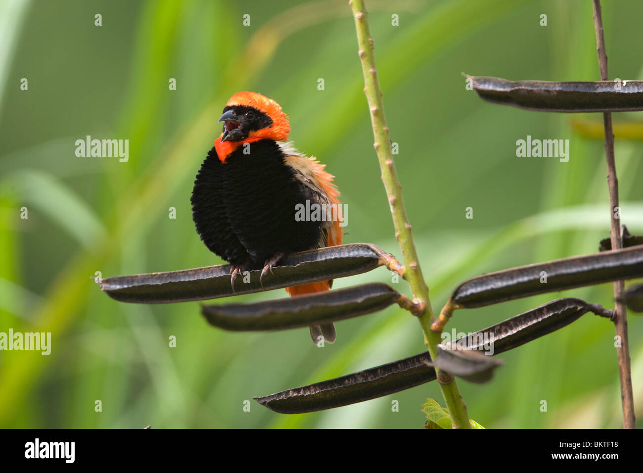 Grenadierwever, Southern Red Bishop Stock Photo