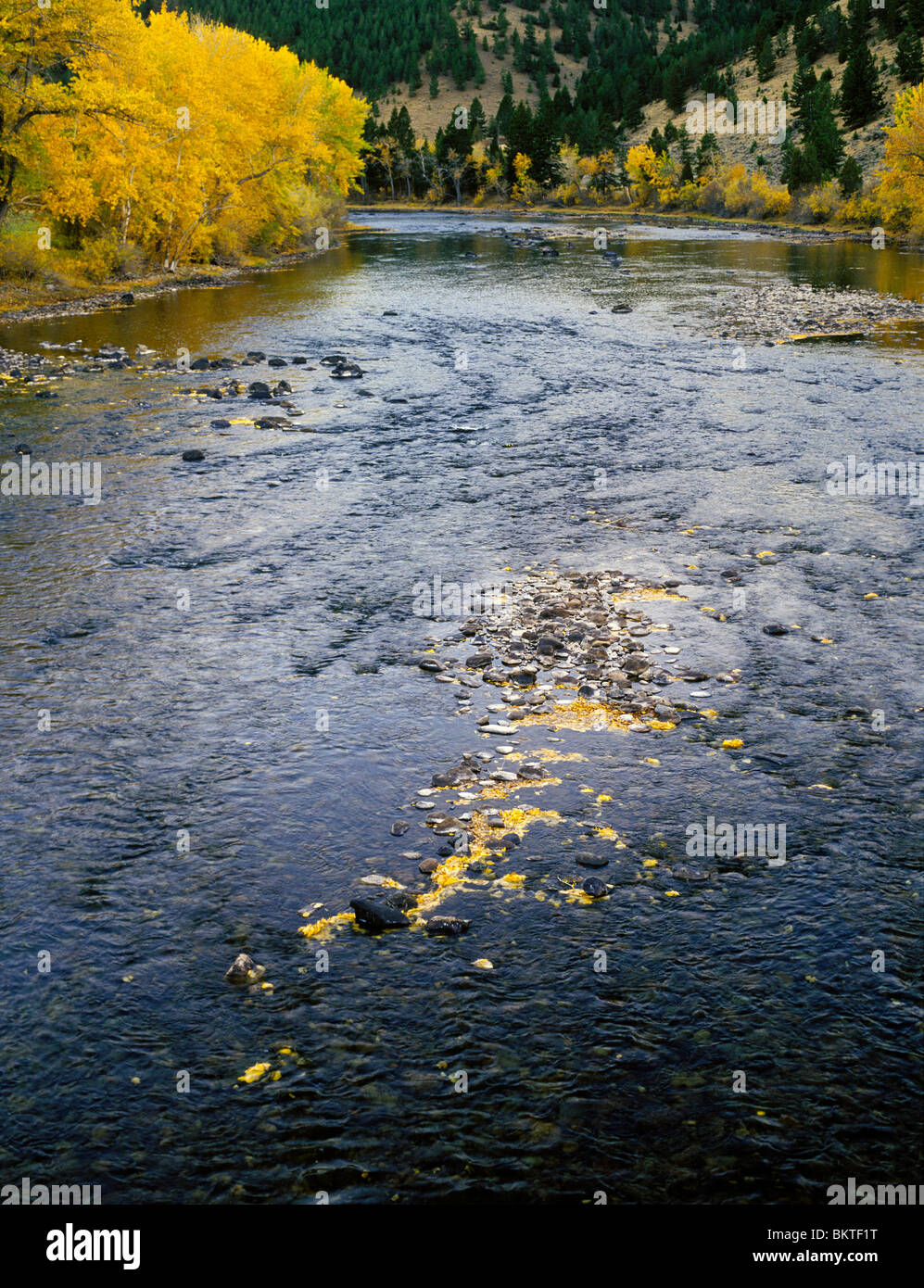 Upper Big Hole River In Autumn Fall Leaves Caught Amongst The Rocks