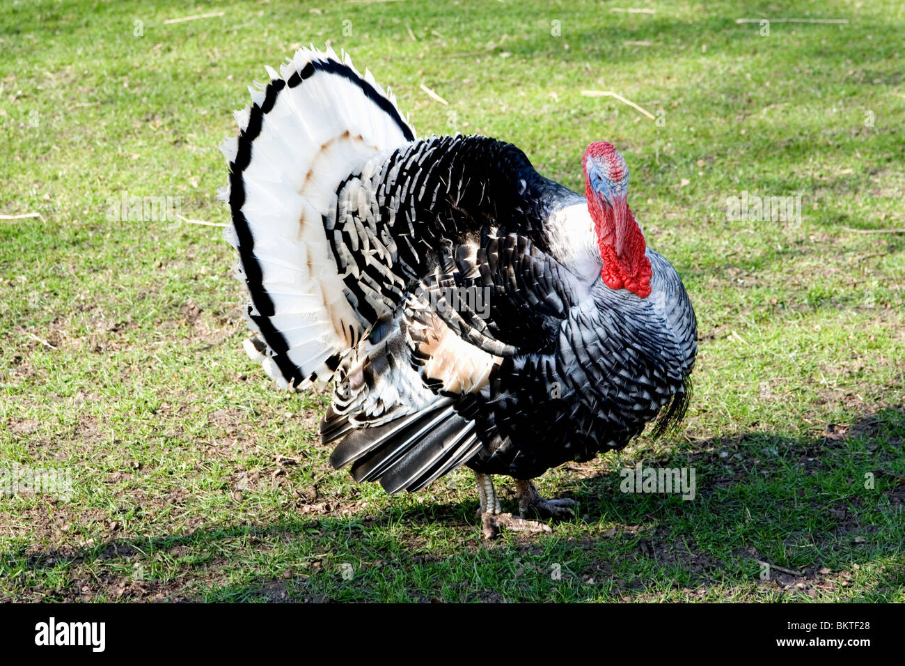 Male Turkey displaying Stock Photo Alamy