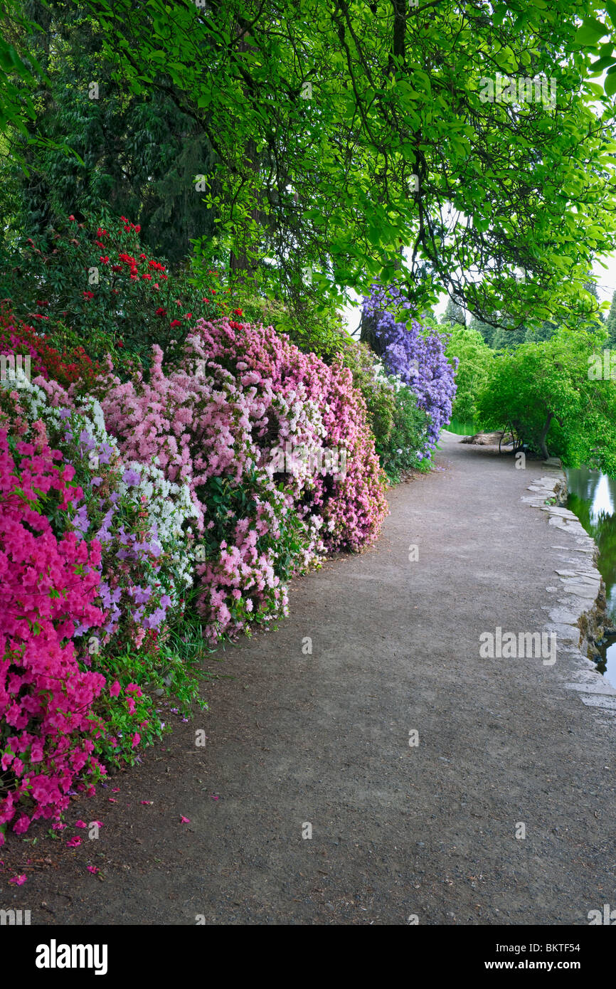 Portland's Crystal Springs Rhododendron Garden Stock Photo Alamy