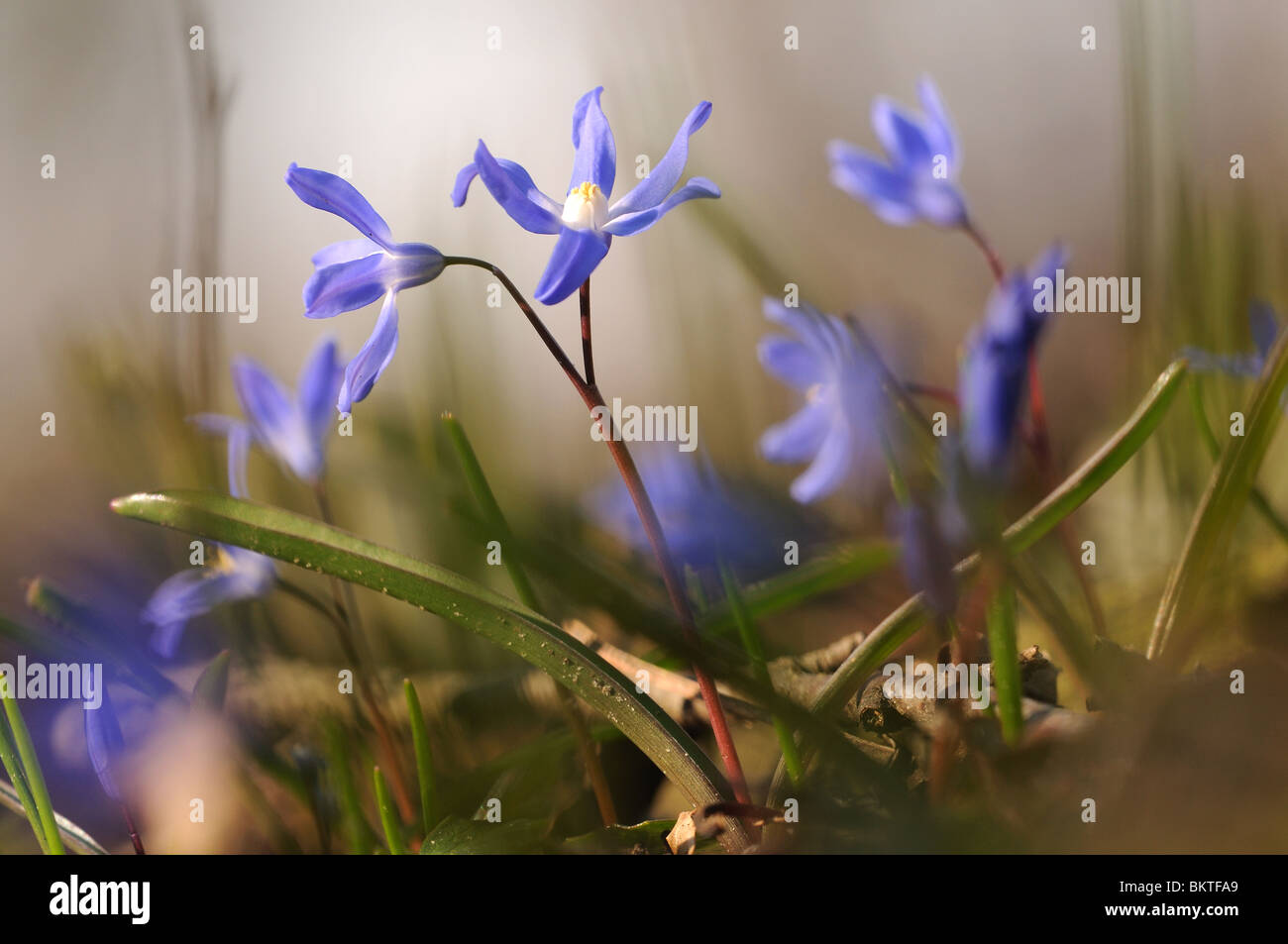 Stalk and blue flowers of Glory in the snow on the ground between grass and other flowers Stock Photo