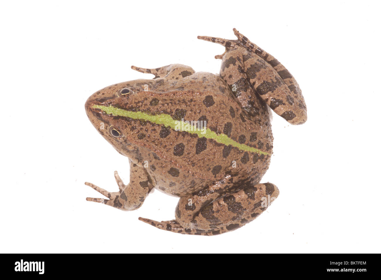 Laughing Frog Stock Photos & Laughing Frog Stock Images Alamy