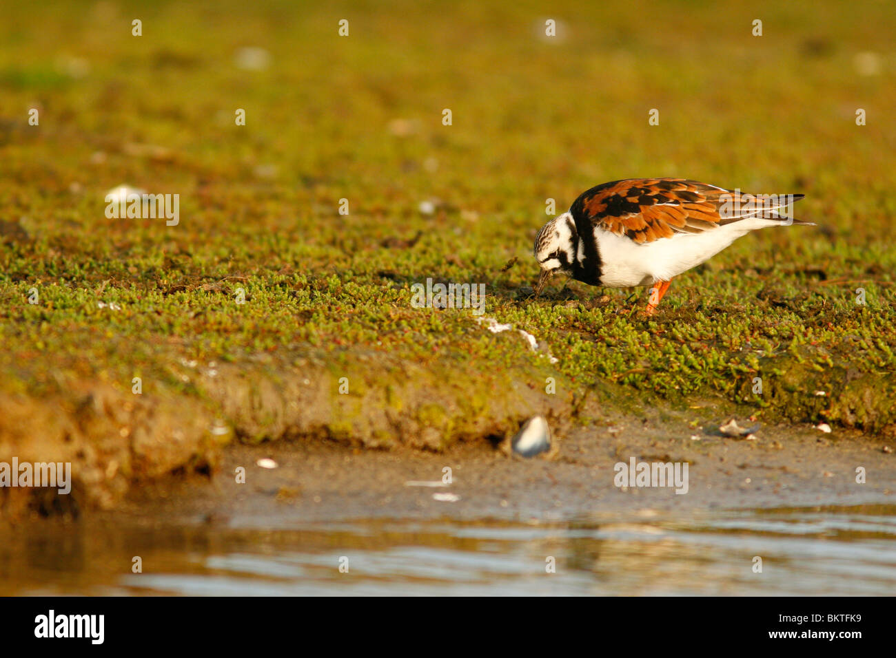 foeragerende steenloper in zomerkleed op kwelder bij zonsopgang; foraging ruddy turnstone in summer plumage on a salt marsh at sunrise Stock Photo