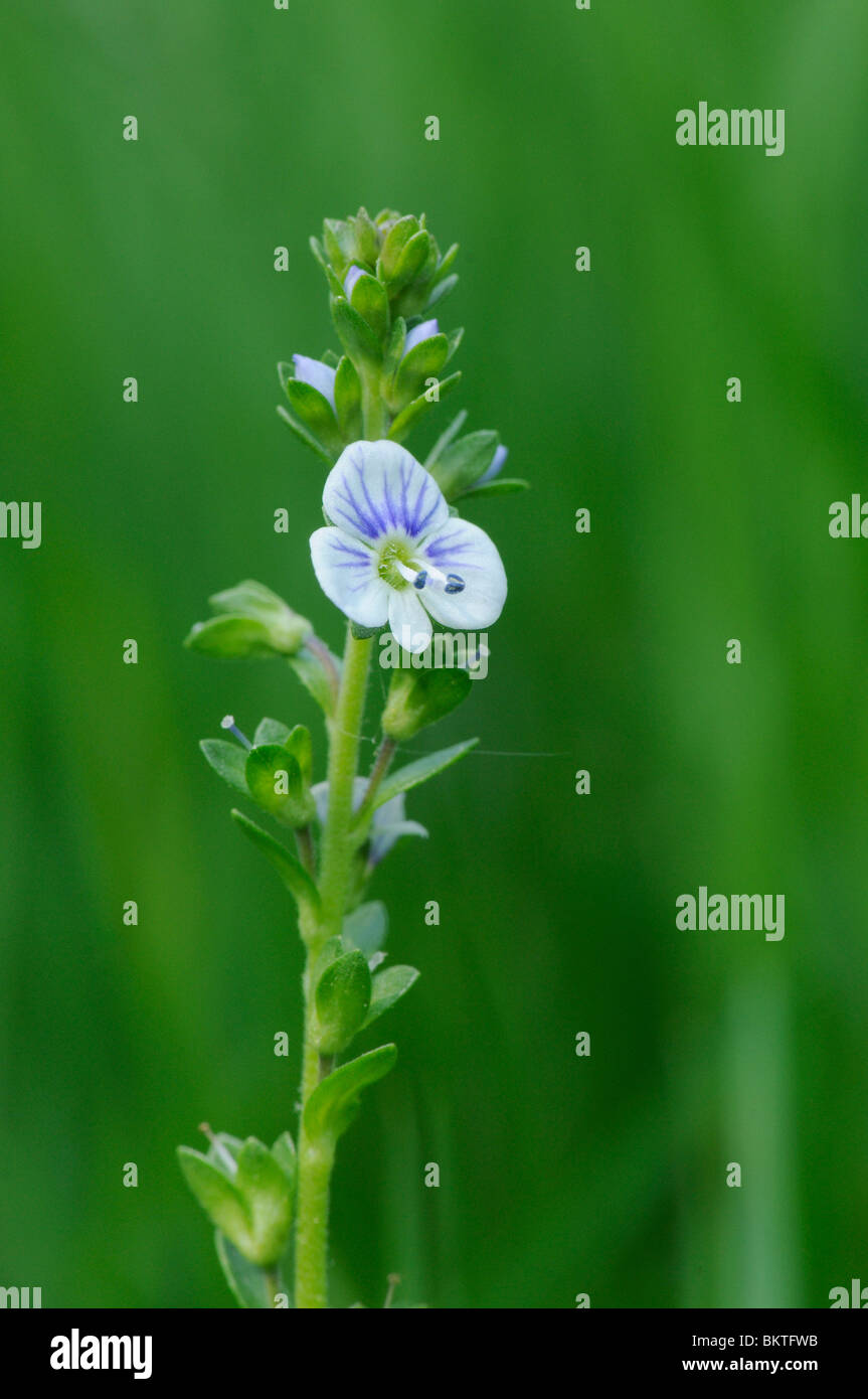 Macro of the flower of Thymeleaved Speedwell Stock Photo Alamy