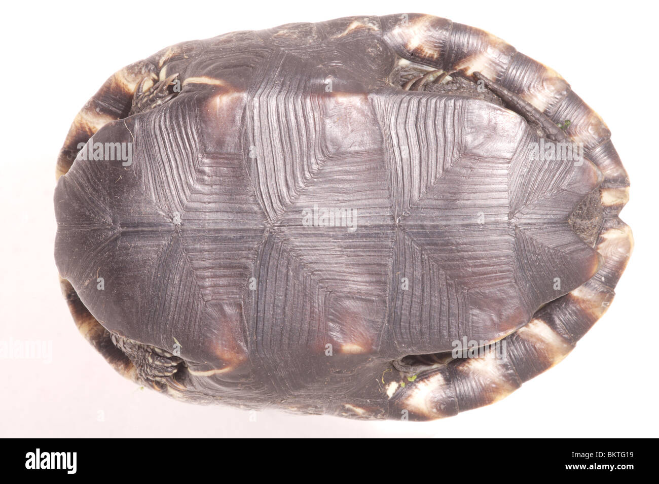Stripe-necked Terrapin (Mauremys caspica) Ventral view showing growth rings on plastron laminae. Head, Limbs and tail withdrawn. Head end left. Corfu. Greece. Stock Photo