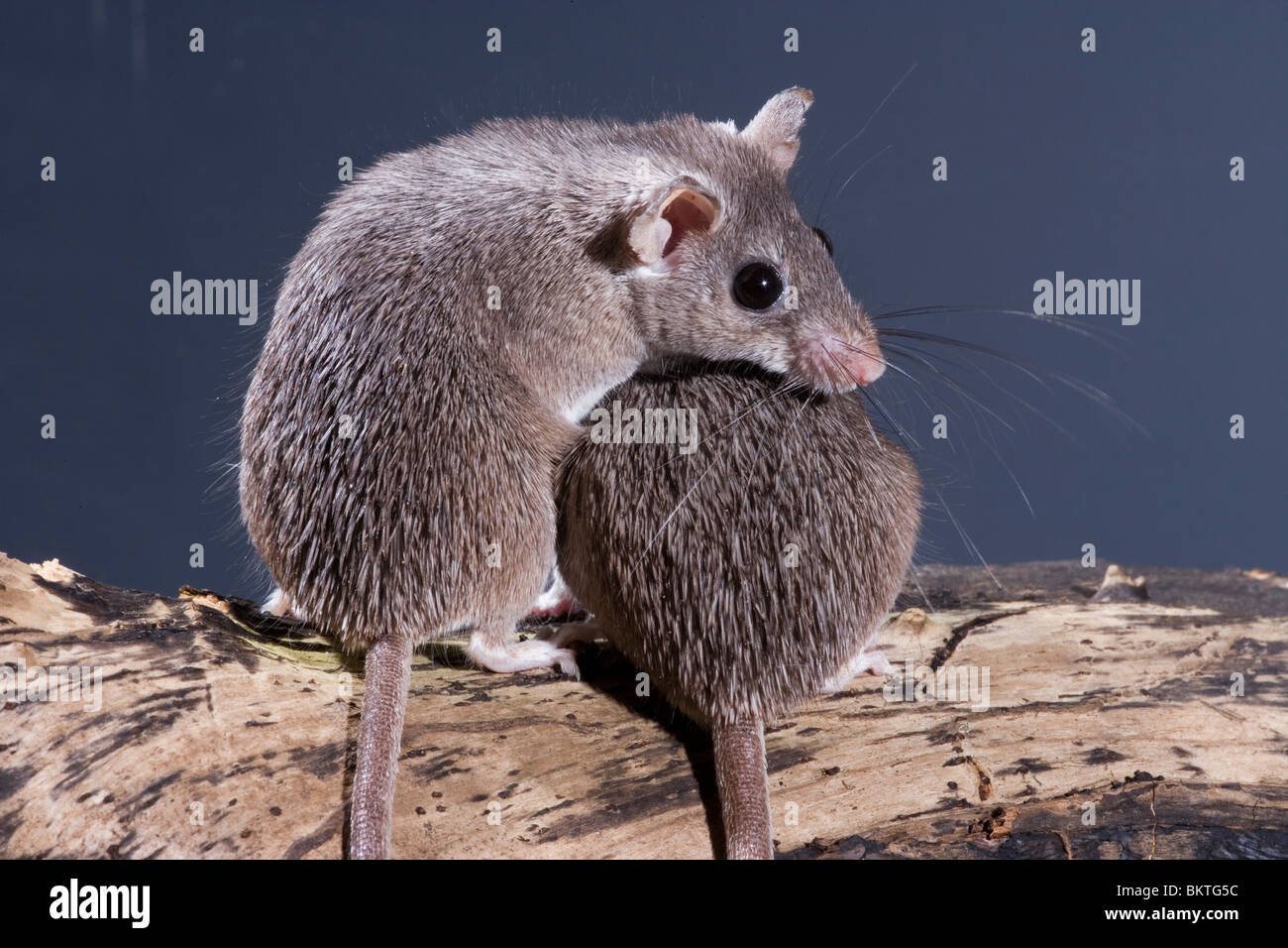 Egyptian Spiny Mice (Acomys cahirinus cahirinus). Side and rear views of animals showing spiny looking hair on backs, which gives them their popular name. Stock Photo