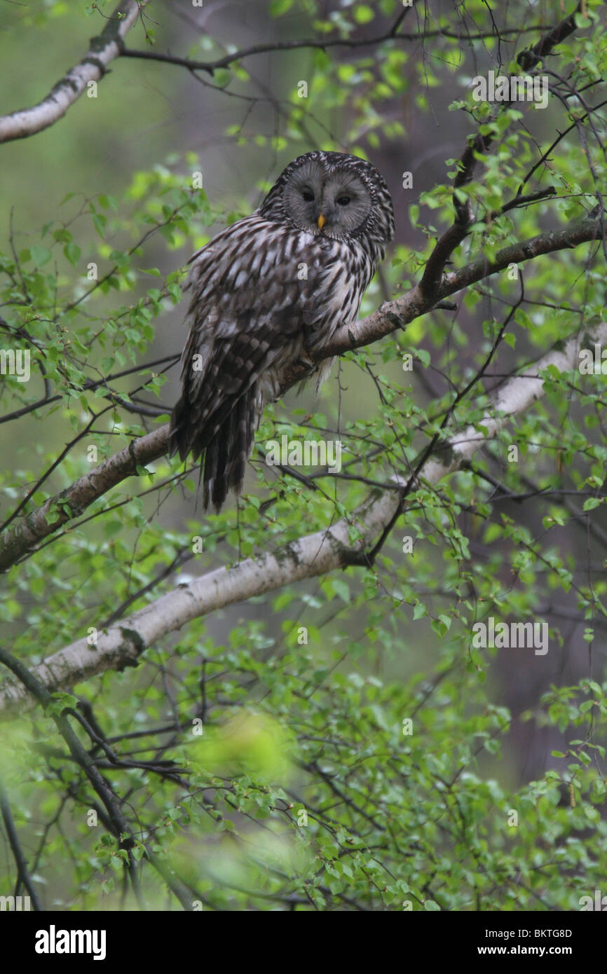Oeraluil; Ural Owl; Strix uralensis Stock Photo Alamy