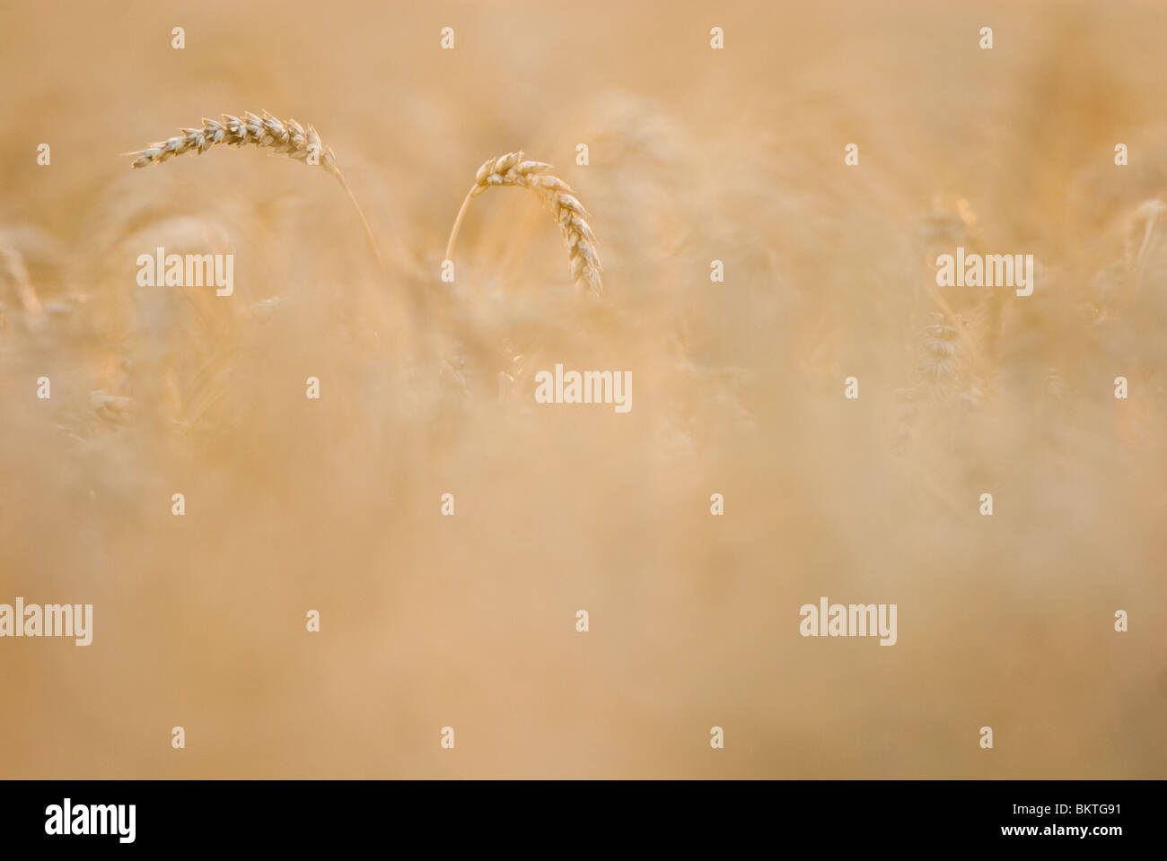 Common wheat; Wintertarwe; Stock Photo