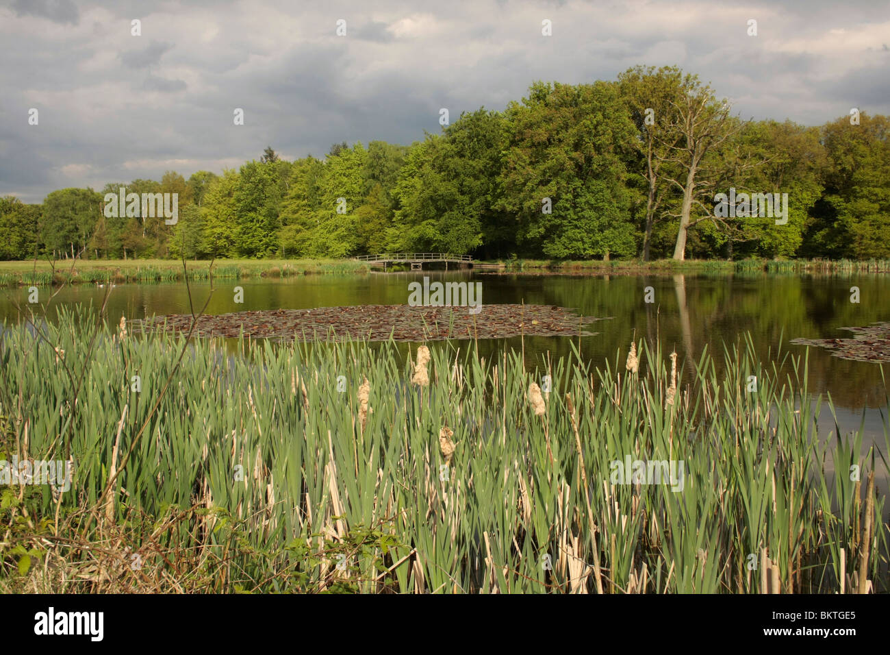 Bulrush in the foreground, a pond in a park in the background Stock Photo