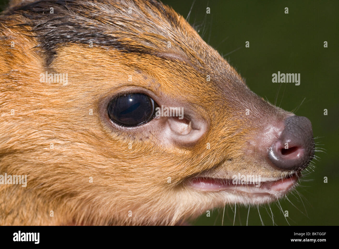 Muntjac Deer (Muntiacus reevesi). Fawn, showing dilation of pre-orbital facial gland. An expression of fear. Stock Photo