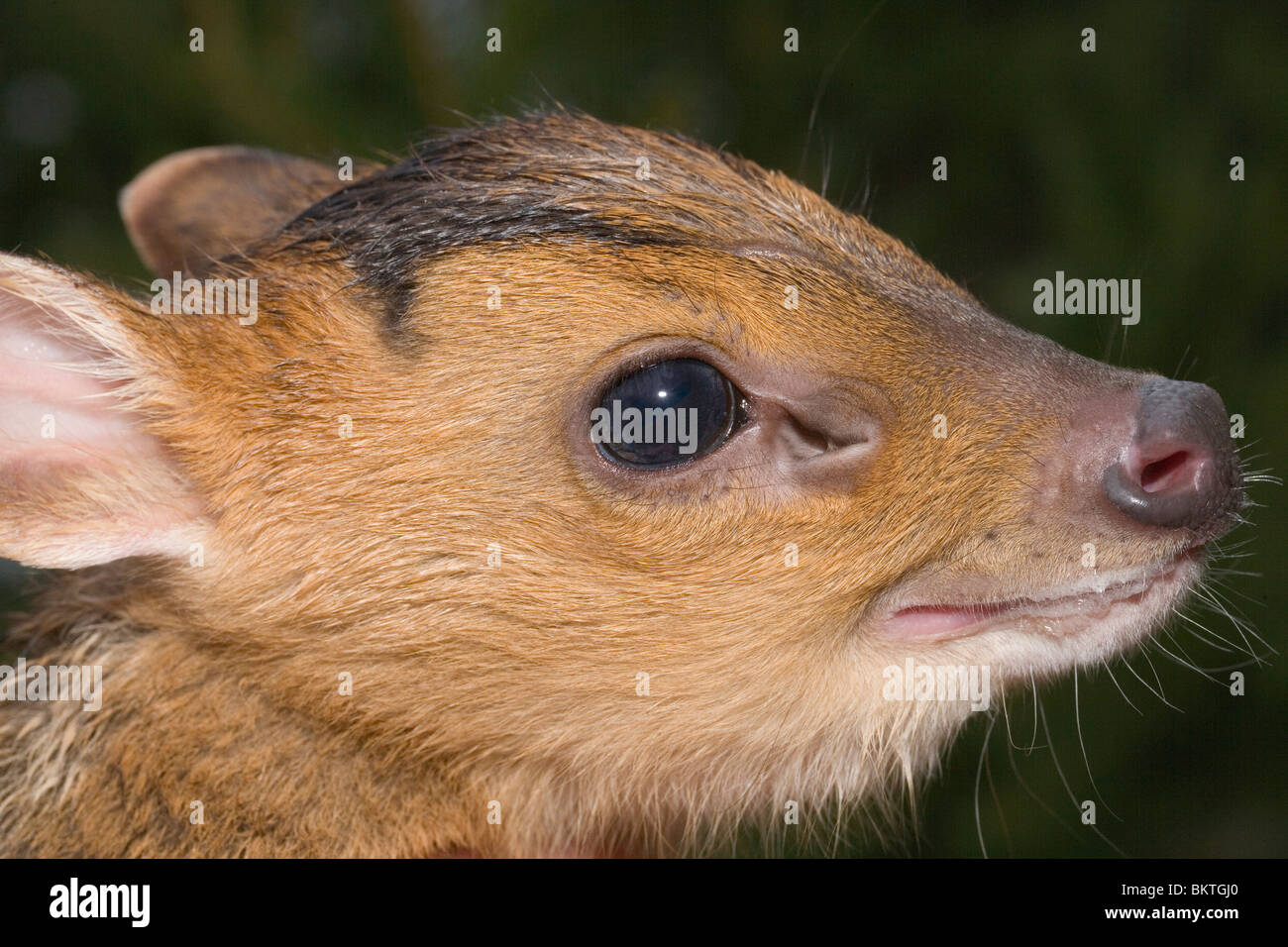 Muntjac Deer (Muntiacus reevesi). Fawn, showing dilation of pre-orbital facial gland. Stock Photo