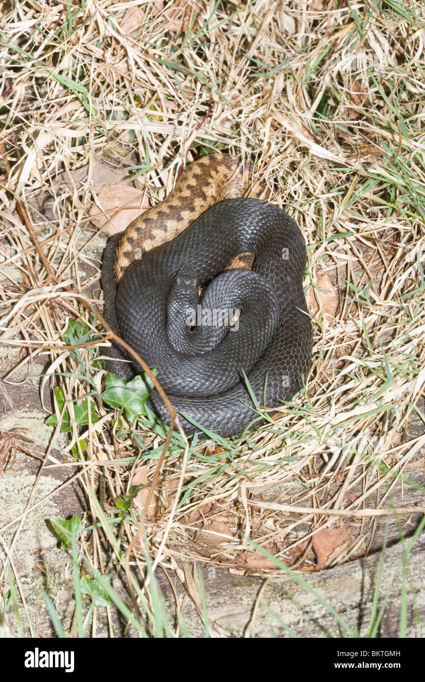 Adders (Vipera berus). 'Black' or melanistic snake basking along with a normal coloured animal. April. Hampshire. Stock Photo