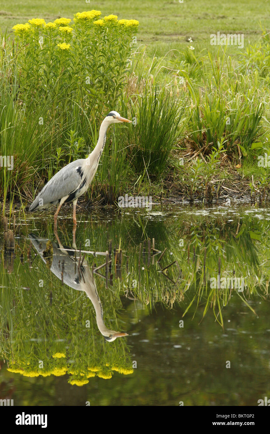 blauwe reiger foeragerend bij een vijver met zijn spiegelbeeld; grey heron foraging at a pond