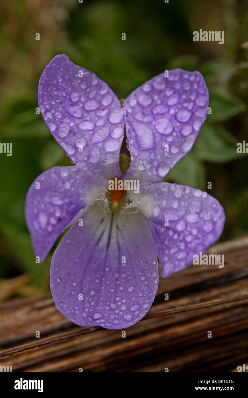 close-up frontal view of flower of (Viola canina) Heath Dog-violet with dew drops Stock Photo