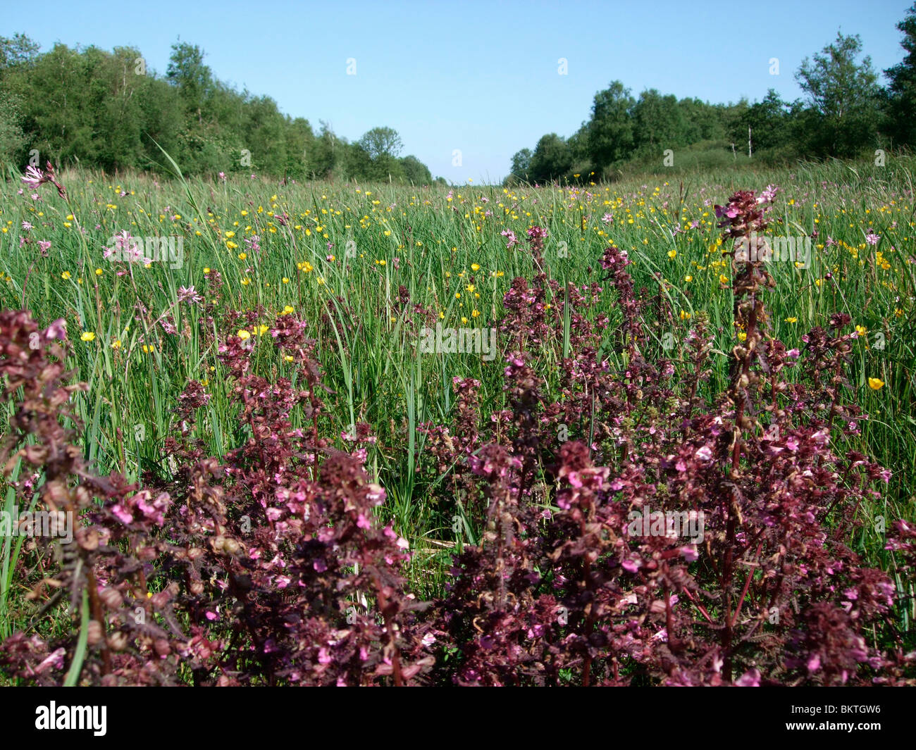 Marsh Lousewort in foreground, and Ragged Robin and Meadow Buttercup in the background Stock Photo