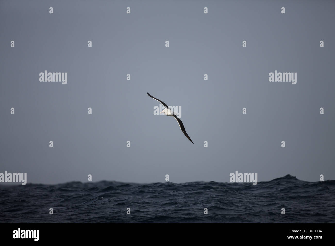 (Probably) Southern Royal Albatross, young immature, in flight. Drake Passage, 22 November 2008. Stock Photo