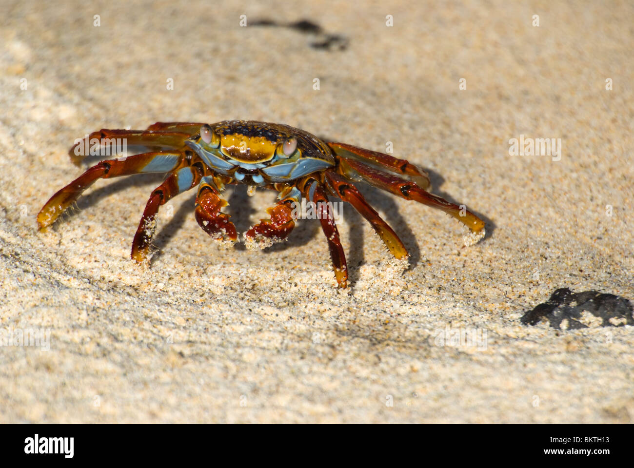 Sally Lightfoot Crab Grapsus grapsus walking on beach Stock Photo