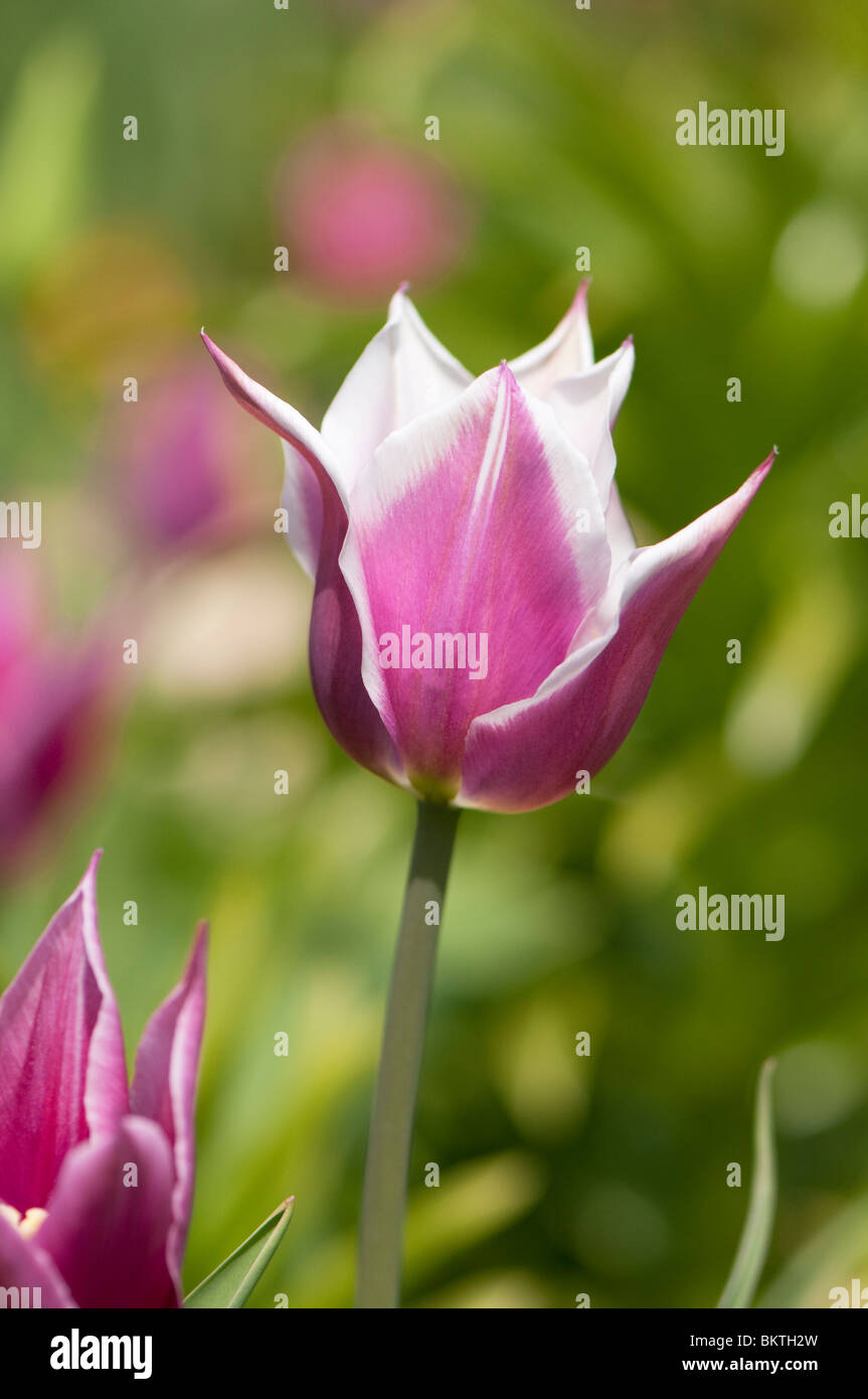 Close up of a purple and white tulip in flower in spring Stock Photo