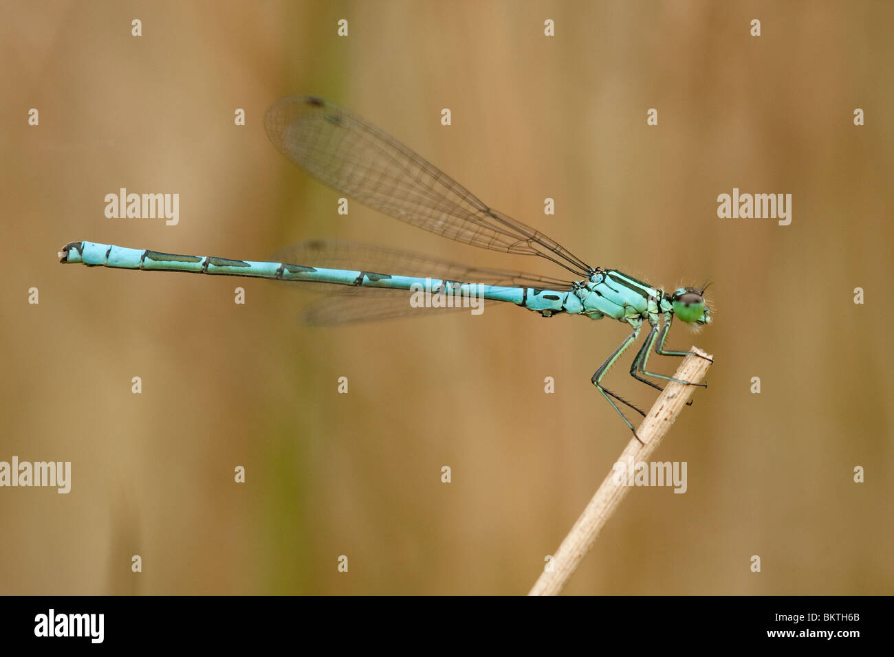 A male Spearhead Bluet seen from the side Stock Photo