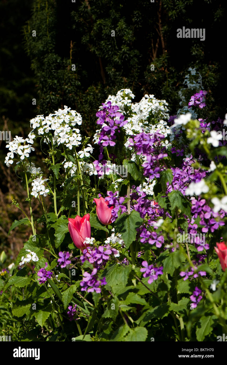Annual Honesty, Lunaria annua, and tulips in flower in spring Stock Photo